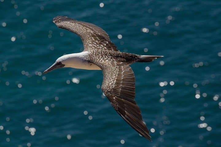 Birdwatching Quirilluca: Horcón Coastal Cliffs & Sea-Otter Walk