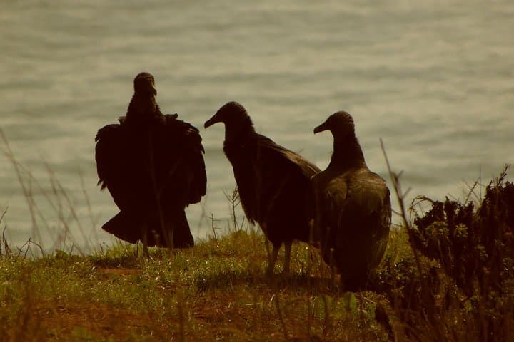Birdwatching Quirilluca: Horcón Coastal Cliffs & Sea-Otter Walk photo 6