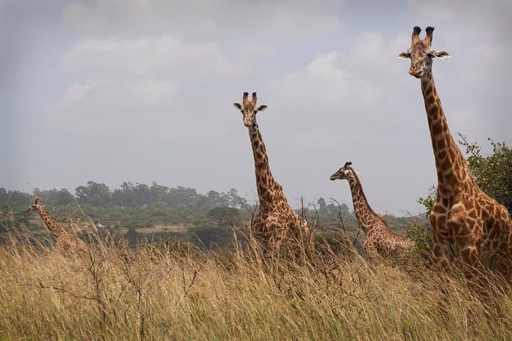 Day Trip to Hells Gate National Park and Lake Naivasha from Nairobi photo 6