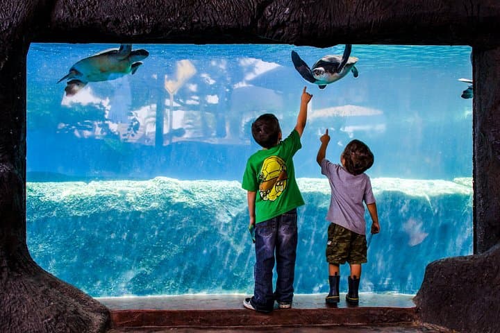 Inside Maui Ocean Center: Guide to Hawaii's Premier Aquarium photo 6