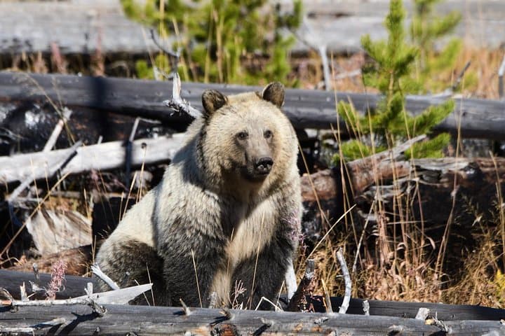 One-Day Yellowstone Lower Loop: Old Faithful, Hayden Valley & Lower Falls Private Tour photo 4