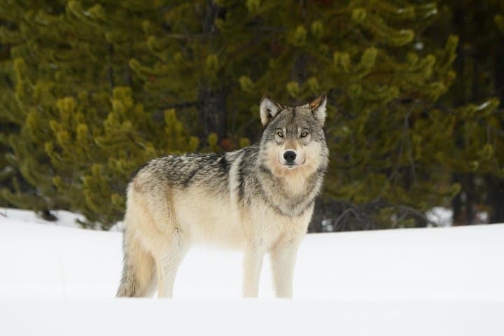 Explore Yellowstone’s Northern Loop: Private Wildlife Tour Through Iconic Habitats photo 2