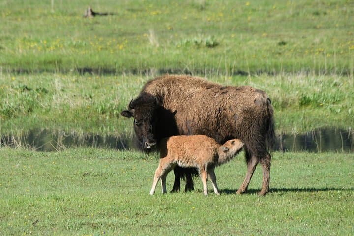 Explore Yellowstone’s Northern Loop: Private Wildlife Tour Through Iconic Habitats photo 4
