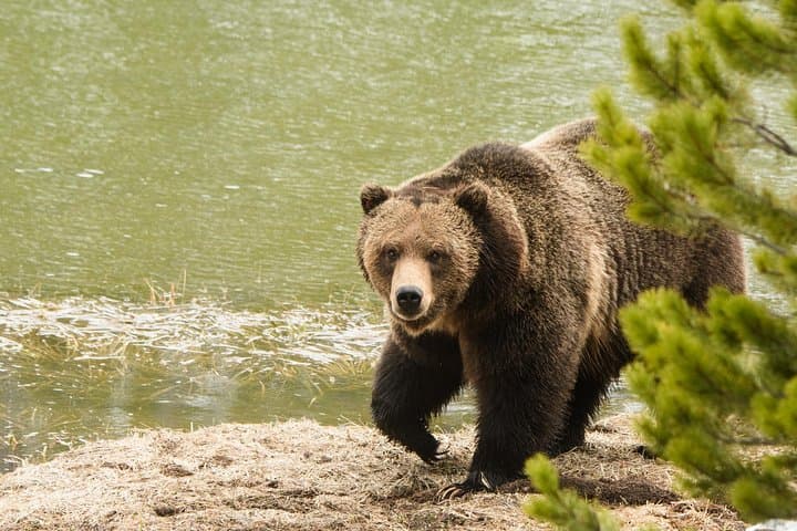Explore Yellowstone’s Northern Loop: Private Wildlife Tour Through Iconic Habitats photo 5