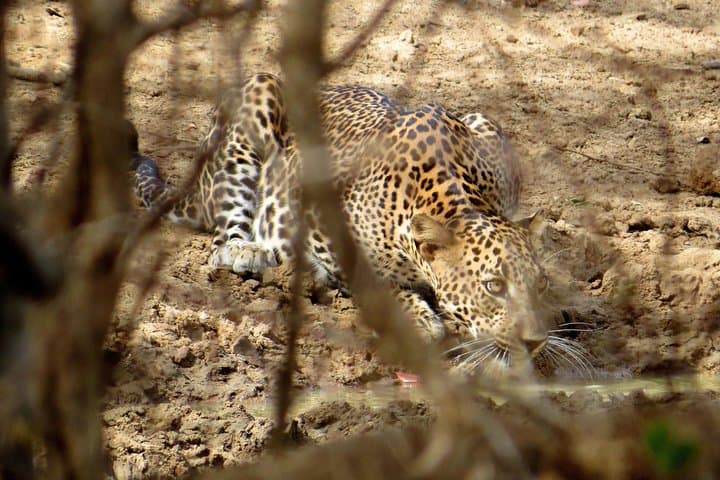 Yala National Park Safari from Ella — Dawn & Dusk Jeep Safari to Spot Leopards photo 2