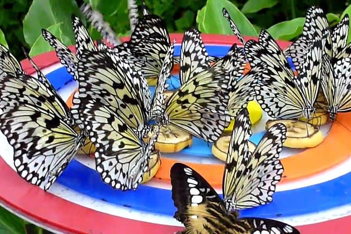 Sentosa Afternoon Tour: Butterfly Park, Images of Singapore & Madame Tussauds photo 3