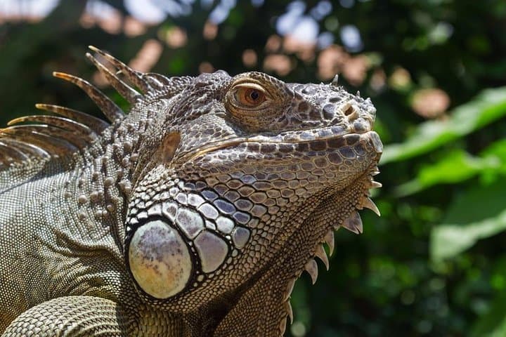 Sentosa Afternoon Tour: Butterfly Park, Images of Singapore & Madame Tussauds photo 2