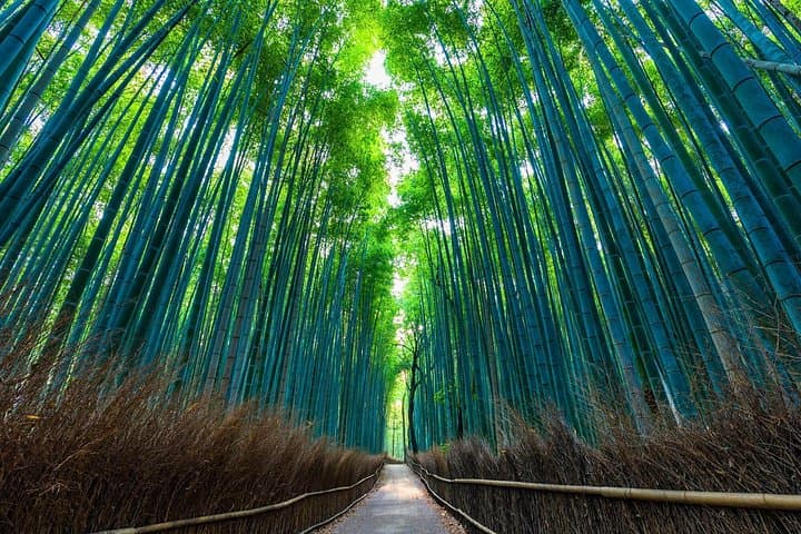Arashiyama Bamboo Grove & Okochi Sanso: Half-Day Walking Tour Guide photo 3