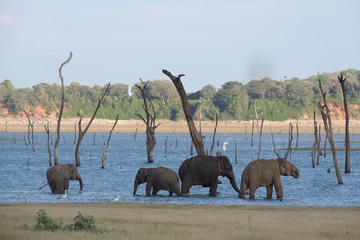 Kaudulla National Park Safari from Kandy: Elephant Encounters & Birdlife photo 2