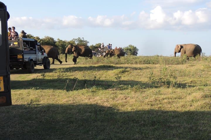 Kaudulla National Park Half-Day Safari from Habarana — Elephant & Birdwatching photo 3