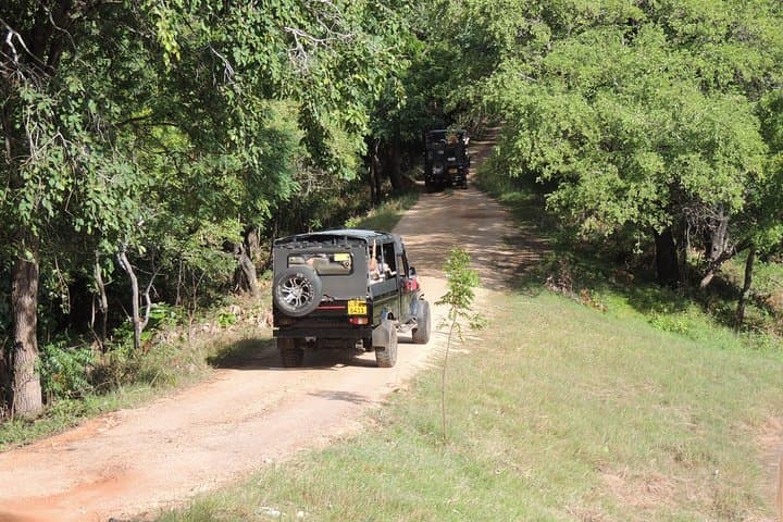 Kaudulla National Park Half-Day Safari from Habarana — Elephant & Birdwatching photo 4