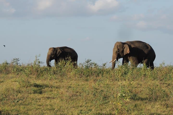 Kaudulla National Park Safari from Kandy: Elephant Encounters & Birdlife photo 5