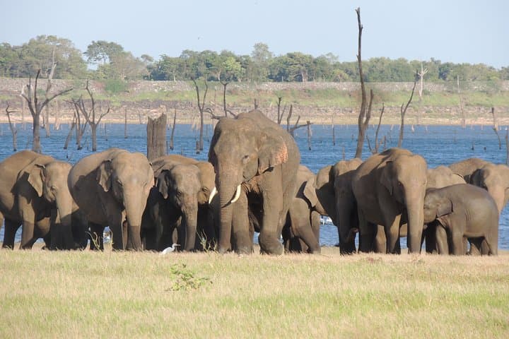 Kaudulla National Park Safari from Kandy: Elephant Encounters & Birdlife photo 4