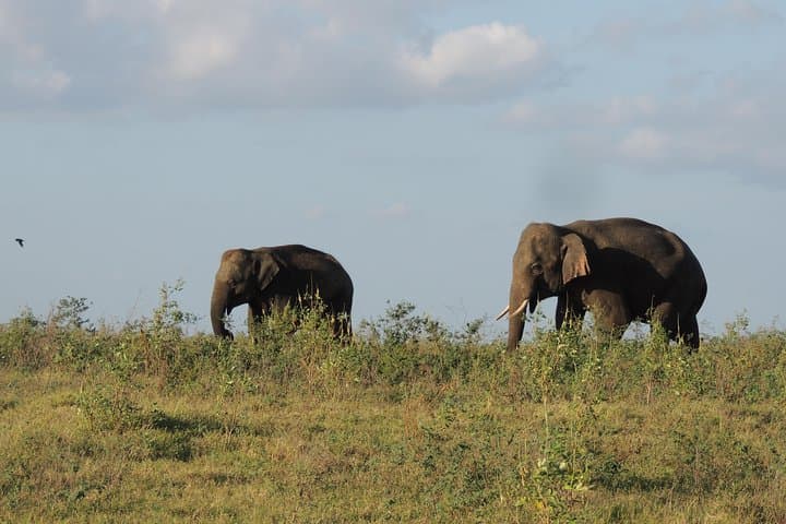 Kaudulla National Park Private Safari: Elephant Encounters & 4x4 Jeep Tour photo 5