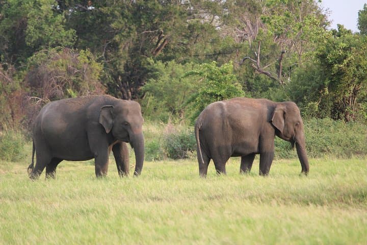 Minneriya National Park Elephant Safari from Polonnaruwa photo 2