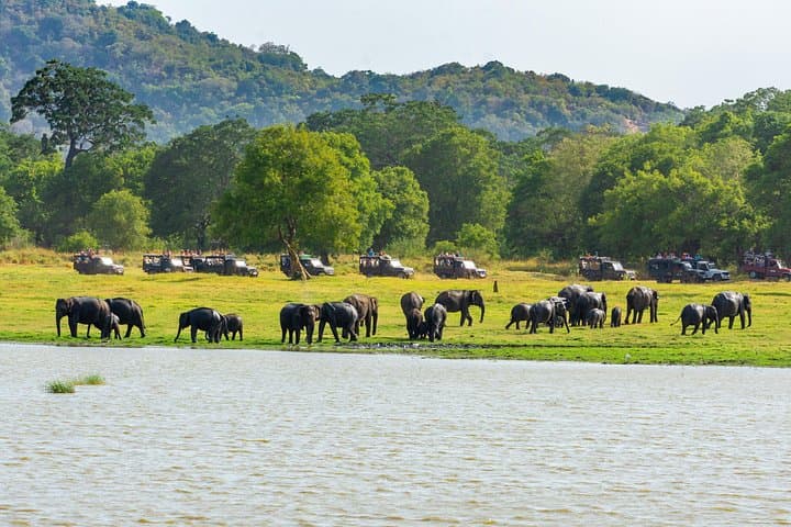 Minneriya National Park Safari from Habarana — Half-Day Elephant Safari photo 2