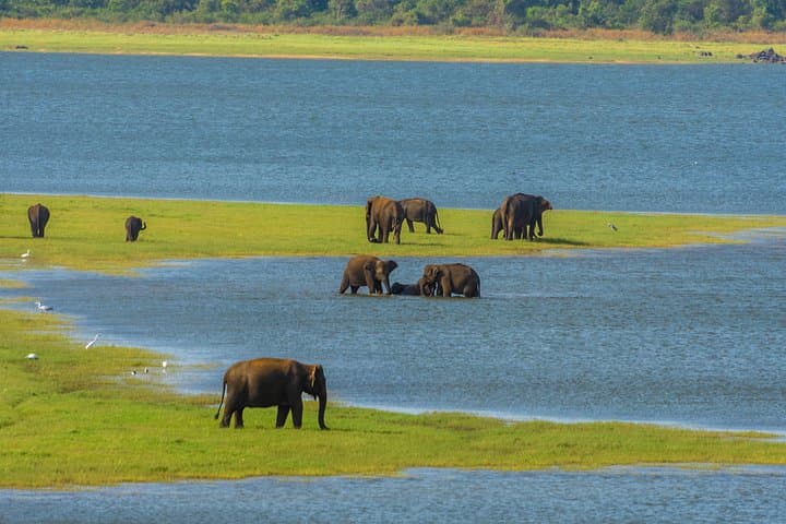 Minneriya National Park Safari from Habarana — Half-Day Elephant Safari photo 1