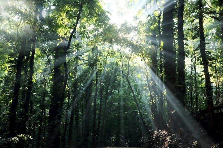 Udawatta Kele Birdwatching Trek: Morning Hike Through Kandy's Ancient Forest photo 2