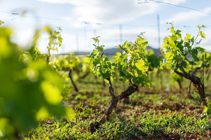 Hvar Wine Tasting Bike Tour: Stari Grad Plain to Vrboska and Jelsa photo 3