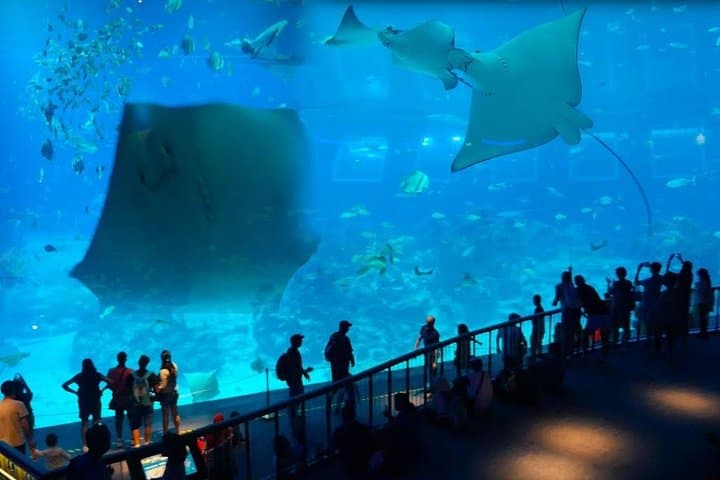 Universal Studios Singapore & S.E.A. Aquarium One-Day Combo — Sentosa Family Guide photo 6