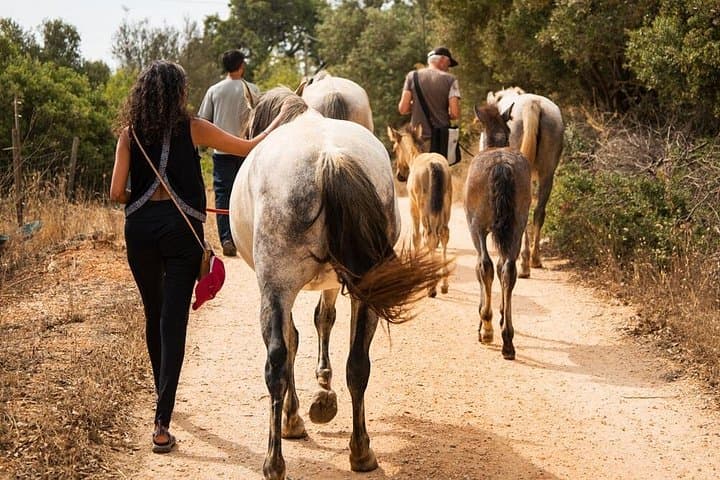 Walk with Rescued Horses in Lagos: Holistic Horse Sanctuary Experience