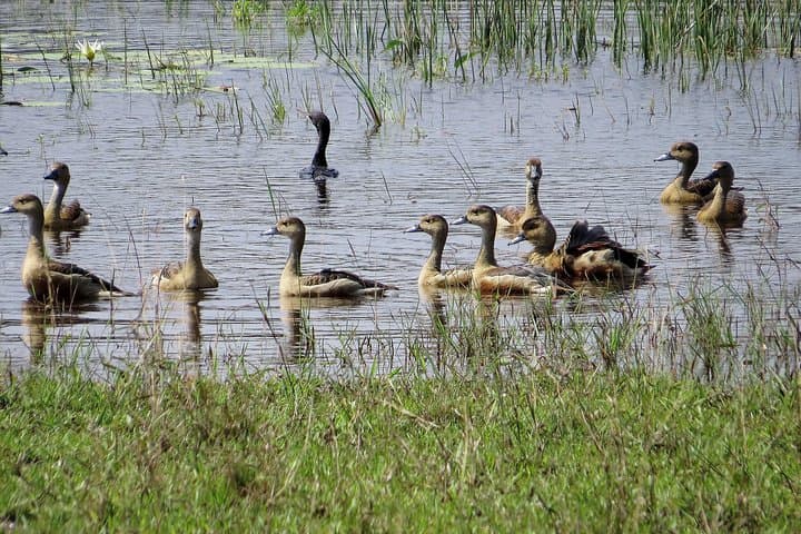 Wilpattu National Park Safari: Leopard, Sloth Bear & Birding from Negombo photo 3