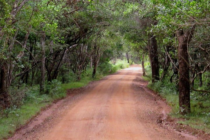 Wilpattu National Park Safari: Leopard, Sloth Bear & Birding from Negombo photo 6