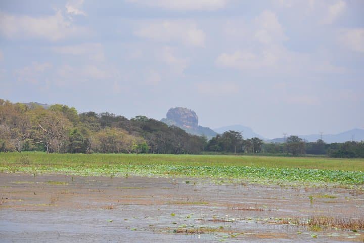 Sigiriya Village Tour from Negombo: Oxen Carts, Catamarans & Home-Cooked Sri Lankan Lunch photo 4