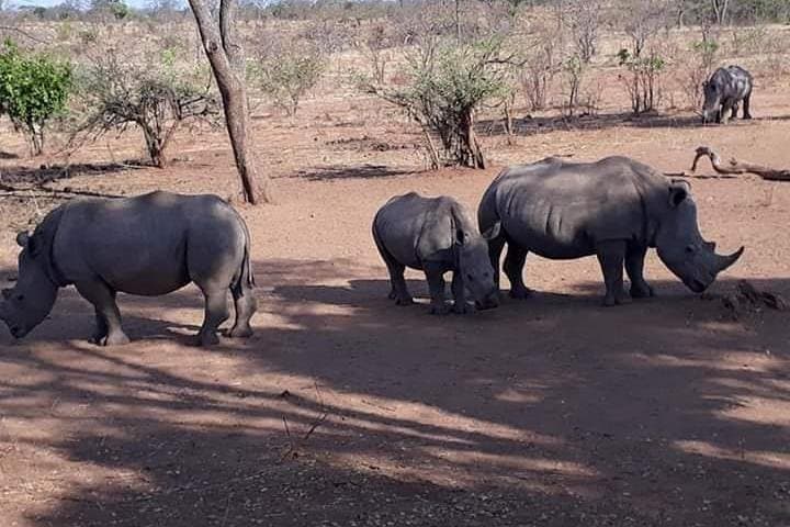 Victoria Falls Guided Tour and Rhino Walking Safari from Livingstone photo 5