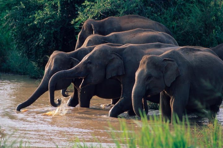Skip-the-Line Wasgamuwa Safari: 4x4 Wildlife Drive in Sri Lanka