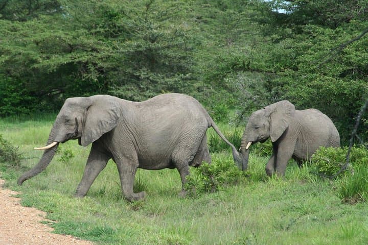 5-Day Selous & Mikumi Safari from Dar es Salaam