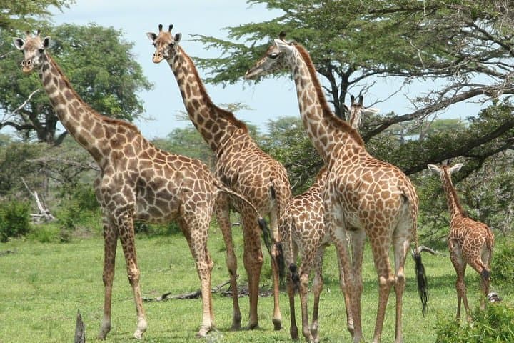 5-Day Selous & Mikumi Safari from Dar es Salaam photo 2
