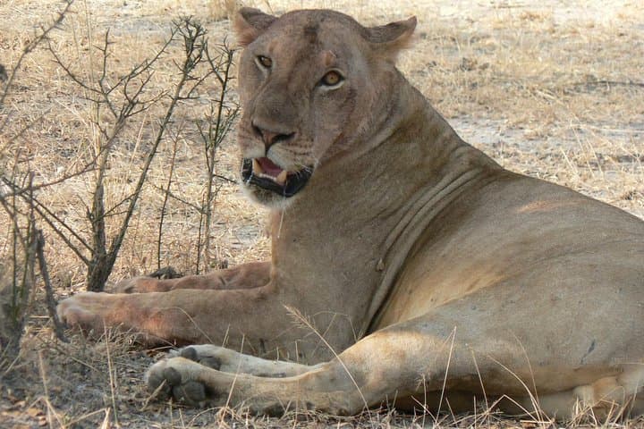 5-Day Selous & Mikumi Safari from Dar es Salaam photo 3