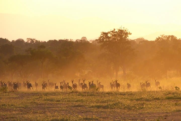 5-Day Selous & Mikumi Safari from Dar es Salaam photo 5