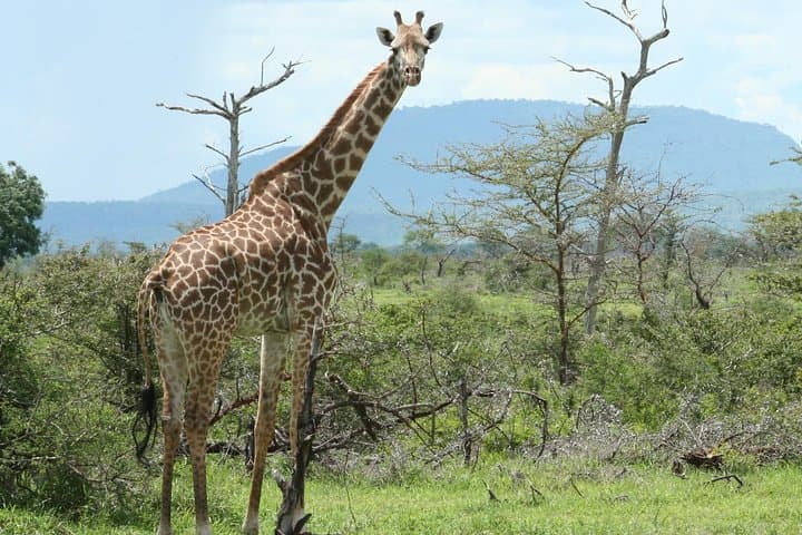 5-Day Selous & Mikumi Safari from Dar es Salaam photo 6
