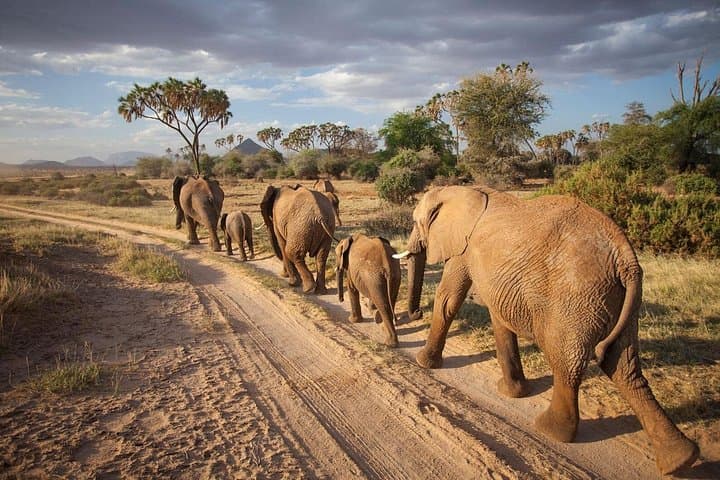 3-Day Samburu Luxury Safari | Samburu National Reserve Wildlife Itinerary