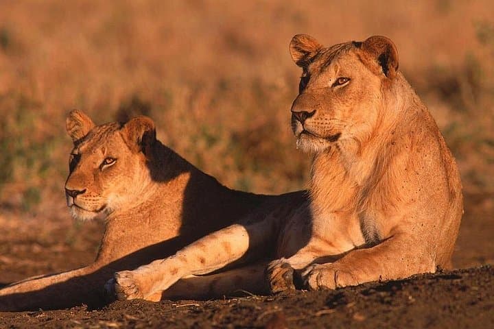 3-Day Samburu Luxury Safari | Samburu National Reserve Wildlife Itinerary photo 3