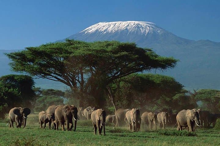 2-Day All-Inclusive Amboseli Safari: Elephant Herds & Kilimanjaro Views photo 3