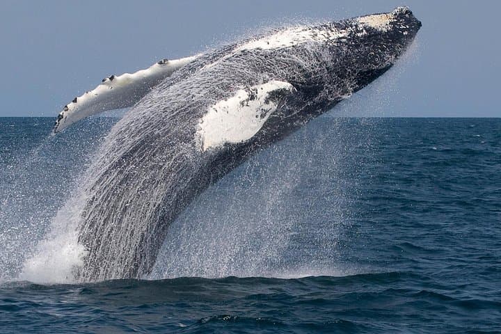 Guaranteed Whale Watching at Stellwagen Bank from Gloucester Harbor photo 2