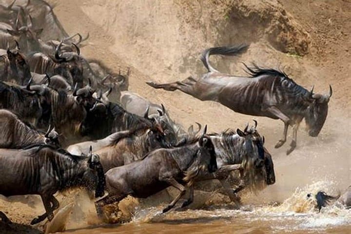4-Day Group Safari: Tarangire, Serengeti & Ngorongoro Adventure photo 1