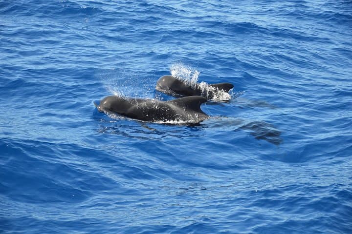 Tenerife Whale and Dolphin Watching — 2‑Hour Yacht Excursion from Costa Adeje