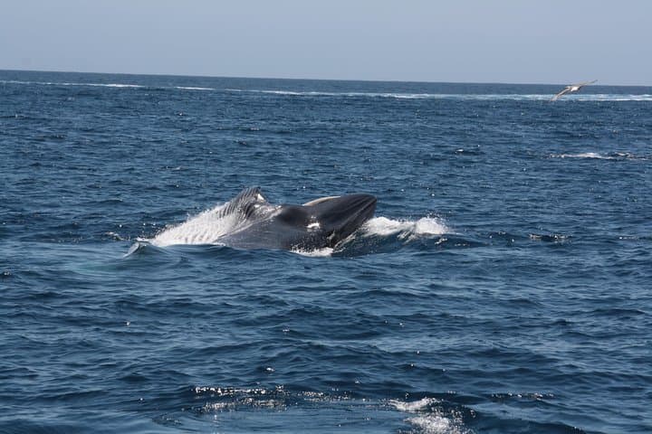 Tenerife Whale and Dolphin Watching — 2‑Hour Yacht Excursion from Costa Adeje photo 3