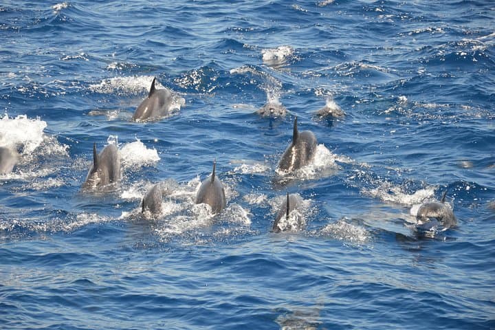 Tenerife Whale and Dolphin Watching — 2‑Hour Yacht Excursion from Costa Adeje photo 6