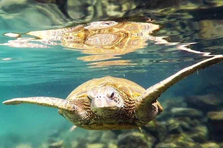 Introductory Beach Scuba Dive in Hilo — Try Scuba Without Certification photo 2
