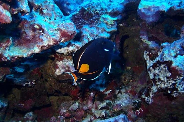 Introductory Beach Scuba Dive in Hilo — Try Scuba Without Certification photo 3