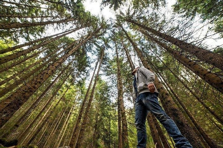 Muir Woods & Sausalito Day Trip from San Francisco: Guided Redwoods and Coastal Stroll photo 3