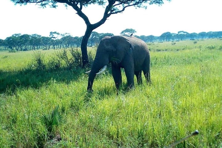 3-day-murchison-falls-safari-ziwa-rhino-tracking photo 5