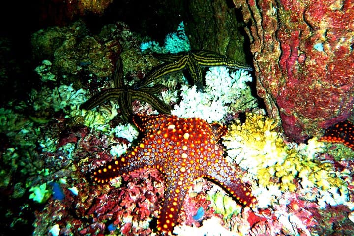 Huatulco Family Snorkeling: 3-Hour Coastal Wildlife & Guide-Led Experience photo 4