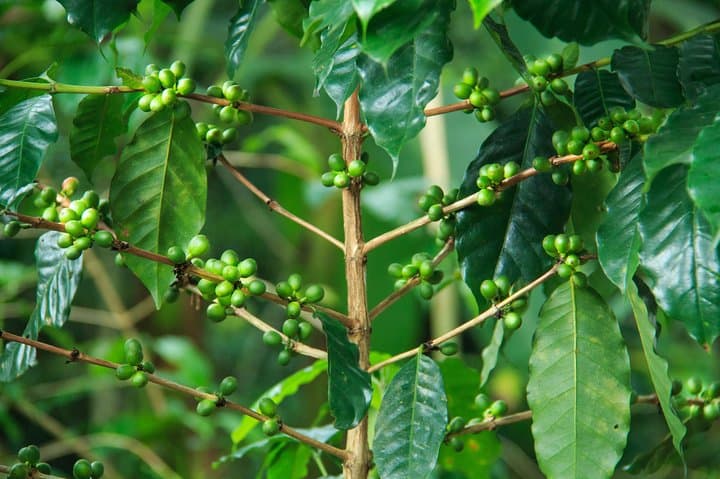 Huatulco to Pluma Hidalgo Coffee Tasting & Cultural Day Trip photo 4