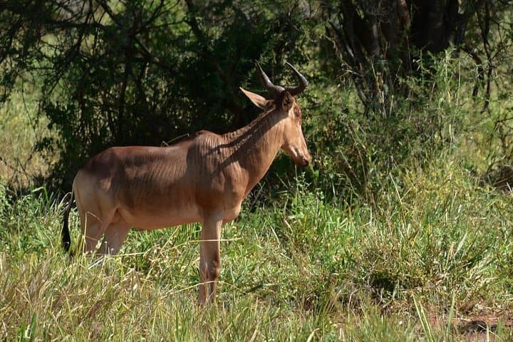 Tarangire National Park Day Trip: Big-Game Safari from Arusha